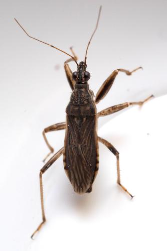Himacerus major